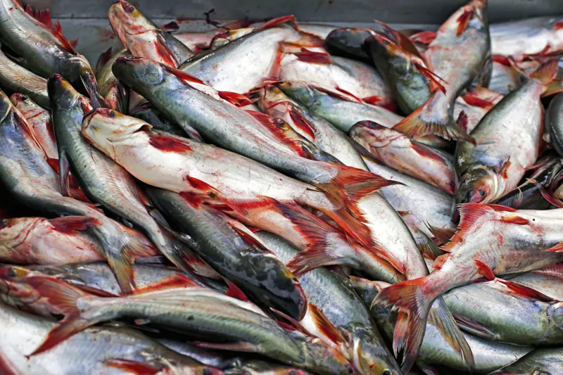 Är pangasiusfilé farligt att äta?